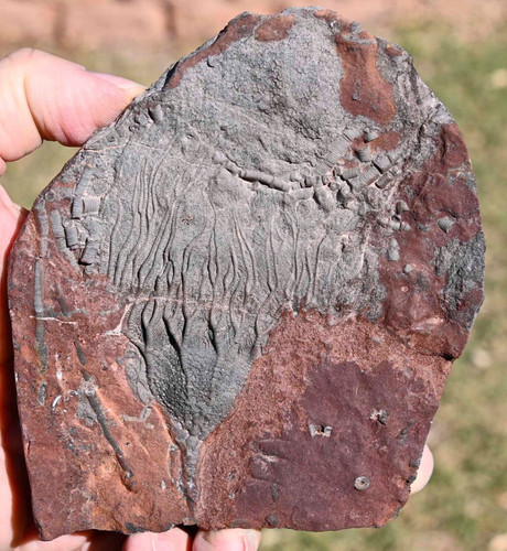 All natural silurian crinoid - silurian,