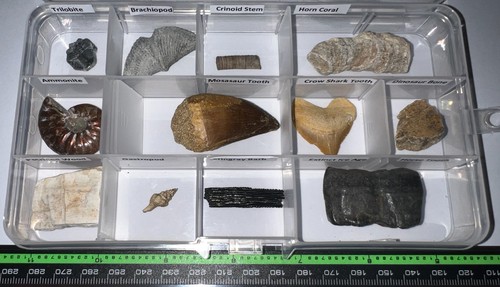 Labeled real fossil lot - 12,