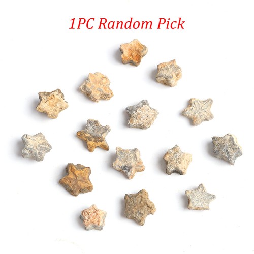 Random crinoid fossil star - fossil,