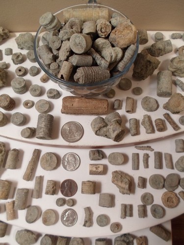 Crinoid large rare rocks - 1,